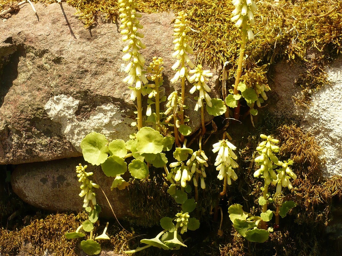 Umbilicus rupestris (Crassulaceae)